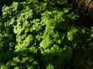 DSCN3104