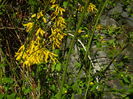 DSCN3135