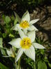 Tulipa Turkestanica (2015, April 05)
