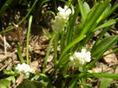 Muscari botryoides Album (2015, Apr.05)