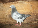 silviu83