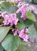 bergenia