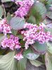 bergenia