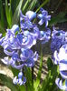 Hyacinth Delft Blue (2015, April 05)