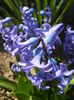 Hyacinth Delft Blue (2015, April 05)