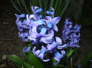 Hyacinth Delft Blue (2015, April 05)