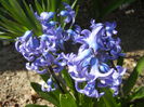 Hyacinth Delft Blue (2015, April 05)
