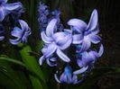 Hyacinth Delft Blue (2015, April 05)