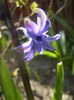 Hyacinth Isabelle (2015, April 05)