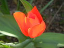 Tulipa Praestans Fusilier (2015, April 05)
