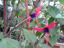 mini fuchsia