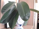 lastar ficus clasic