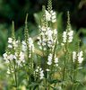 Lastari physostegia virginiana