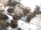 DSCF9215