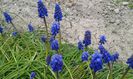 Muscari
