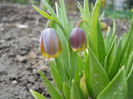 Fritillaria uva-vulpis