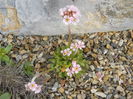 Androsace albana