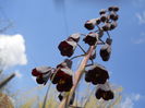 Fritillaria persica