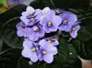 violeta lila 12lei