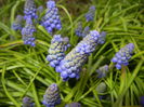 Muscari armeniacum (2015, April 07)