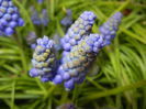 Muscari armeniacum (2015, April 07)