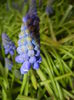 Muscari armeniacum (2015, April 07)