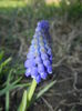 Muscari armeniacum (2015, April 07)