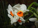 Narcissus Geranium (2015, April 07)