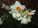 Narcissus Geranium (2015, April 07)