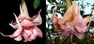 Brugmansia Salmon Perfektion & Fleming Island Rachel