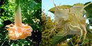 Brugmasia Angel Flight Variegata & Angel Summertime 