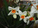 Narcissus Geranium (2015, April 07)