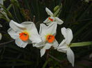 Narcissus Geranium (2015, April 07)