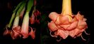 Brugmansia Rubirosa & Moulin Rouge