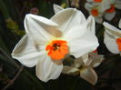 Narcissus Geranium (2015, April 07)