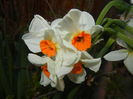 Narcissus Geranium (2015, April 07)