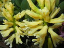 Hyacinth Yellow Queen (2015, April 07)