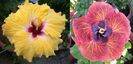 Hibiscus Baby Yellow & Tahitian Bronze Odyssey