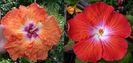 Hibiscus Body Heat & Saffron 