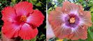 Hibiscus Tahiti Red & Tahitian Brown Starburst