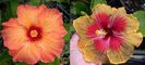 Hibiscus Tahitian Aztec Orange& Tahitian Autumn Odyssey