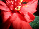 SAM_3851