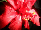 SAM_3852