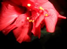 SAM_3853