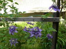 Clematita Multi blue