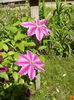 Clematita Dr. Ruppel