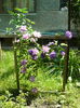Clematita Piilu