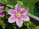 Piilu floare simpla
