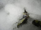 Snow on Irises (2015, March 06)