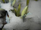 Snow on Irises (2015, March 06)